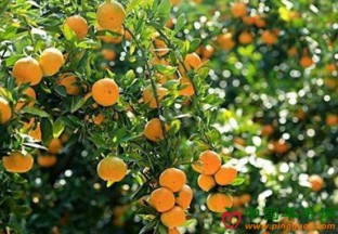 湖北丹江口：冻害影响 产量下滑 ()