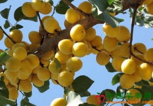 新疆培育出“超晚熟”冬杏品种 ()