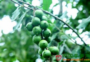 云南临沧：第8届国际澳洲坚果大会成功举办 ()