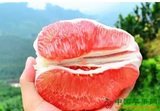 贵州开阳县：红心蜜柚成熟上市 ()