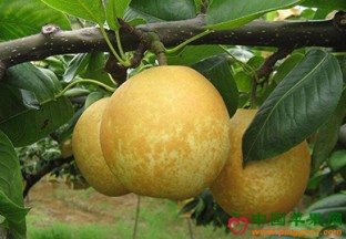 河北沧州：千年古梨丰收在即 ()