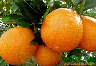 江西赣南：2018脐橙网络博览会在安远举行 ()