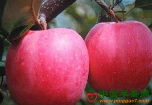 贵州威宁：“丑苹果”网络卖出好价格 ()