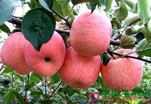 四川盐源县第二届苹果节开幕 ()