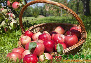 北京：昌平区第十五届苹果文化节开幕 ()