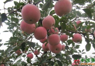 山东惠民：大年陈镇苹果大丰收 ()