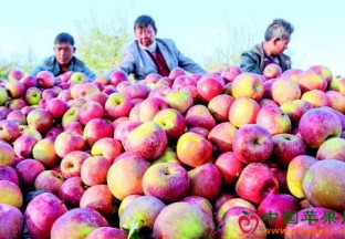 贵州威宁：丑苹果网上卖出好价格 ()