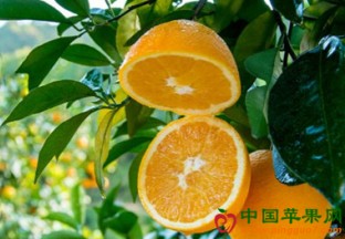 广东东莞：脐橙减产明显 ()