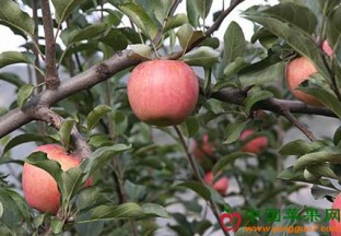 陕西延安：延安区苹果迎来丰收 ()