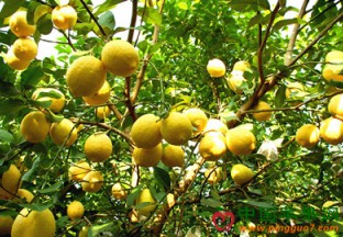 湖北宜都：嫁接柠檬喜丰收 ()
