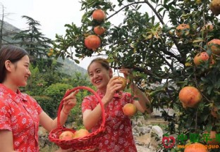 山东枣庄：小石榴  大产业 ()