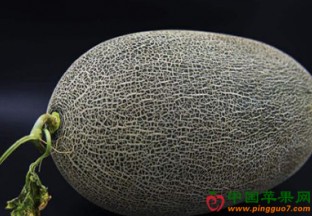 新疆伽师县：林果产业促进经济发展 ()