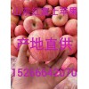 2018年红富士苹果产地价格，红富士苹果批发