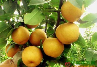 安徽临泉：黄梨销售搭上电商快车道 ()