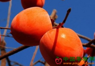 陕西水果直销北上广 ()