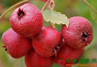 山西闻喜县：山楂丰产有丰收 ()