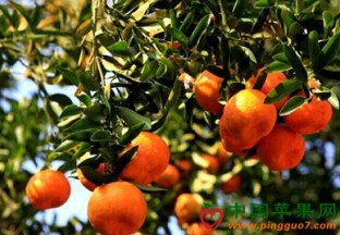 八月桔价格小涨 ()