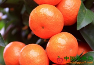 广西桂林：农产品地理标志登记产品继续增加 ()