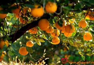 浙江衢州：常山胡柚帮助增收3亿元 ()