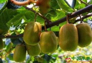 陕西城固：发展猕猴桃产业 带动百姓增收 ()