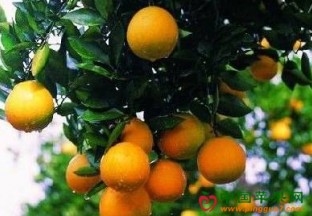 浙江衢州：常山胡柚成农民增收新亮点 ()