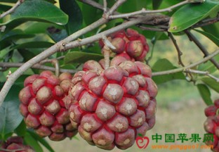 贵州锦屏：布福娜苹果喜获丰收 ()