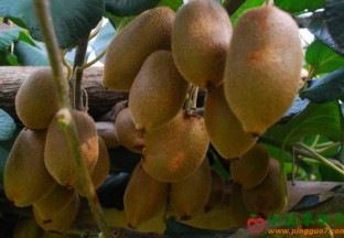 安徽六安：猕猴桃成百姓“致富果” ()