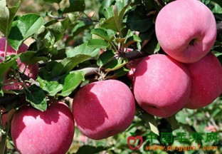 四川康定：大力推进苹果产业发展 ()