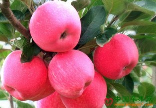 烟台苹果“身价”水涨船高 ()