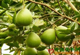 河南郑州：柚子价格大幅下滑 ()