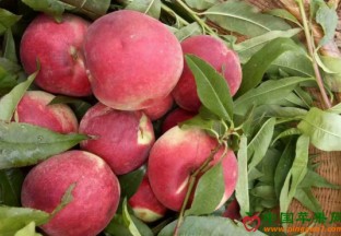 贵州紫云：冬桃帮助百姓致富增收 ()