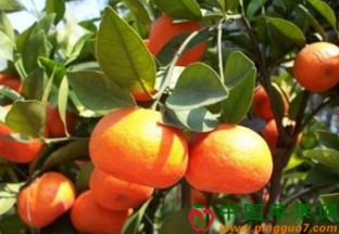 浙江嵊州：“红美人”助橘农走上致富路 ()