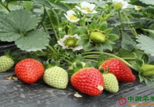 云南会泽：四季草莓全国走俏 ()