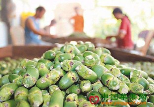海南海口：槟榔青果价格上涨 ()