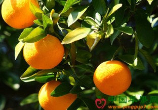 宁波象山：柑橘产量再创新高 ()