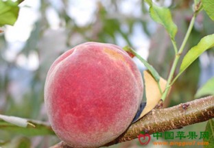 湖北襄阳：冬桃销售迟滞 ()