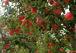 浙江温岭：“茂汶苹果”推荐会成功举行 ()