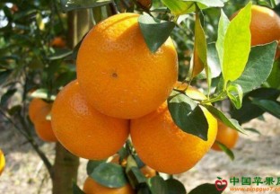 辽宁鞍山：柑橘类水果货量大增 ()