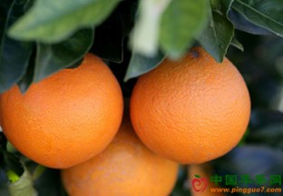 宁波象山：“红美人”柑橘开摘节启动 ()