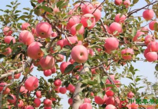 陕西着手打造千亿级苹果产业为主的特色果业 ()