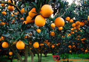 上海：柑橘喜获丰收 ()