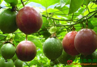 广西藤县：发展百香果产业 助力脱贫致富 ()