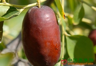 银川灵武：长枣销售圆满完成 ()