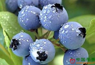 安徽界首：300亩蓝莓长势喜人 ()