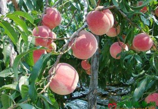 安徽：“映霜红”冬桃丰收上市 ()