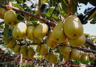 “六盘水猕猴桃”跻身10强 ()