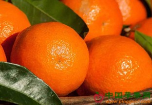 广西百色西林沙糖桔开市 ()