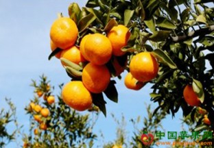 浙江台州：柑橘助力农户发家致富 ()