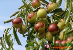 山西万荣：冬枣卖出好价格 ()