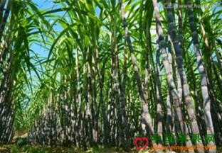 福建泉州：甘蔗抢鲜上市 ()